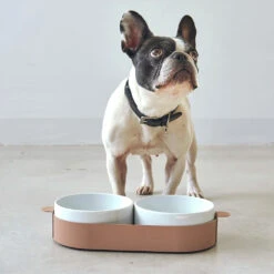 Bols Doubles Pour Chat Tavoletta -Chats Chiens Fournitures Magasin 157657011 3749448261804525 2731050028069019296 o