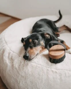 Brosse Pour Poils Courts Lila Loves It 13 Brosse Pour Poils Courts Lila Loves It -Chats Chiens Fournitures Magasin 161229030 4137278379657245 2517501273737839 n