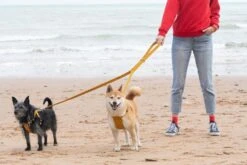 Laisse Fireworks -Chats Chiens Fournitures Magasin 190517 Hiro Wolf Dumpton Gap May 19 15533 624x416 038cb6f0 577a 4b0c 82eb b217eba77cee