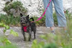 Harnais Pour Chien Inca Pink -Chats Chiens Fournitures Magasin 190517 Hiro Wolf Dumpton Gap May 19 0733 444x297 2e6276f9 e82e 423a a00e 200e15cc679a