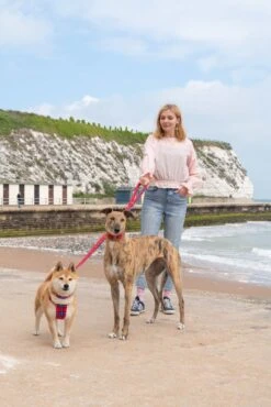 Laisse Shuka Red Tartan -Chats Chiens Fournitures Magasin 190517 Hiro Wolf Dumpton Gap May 19 1304 1024x1024 ee0c429b 229a 41e6 a151 4243b4c4bc3f