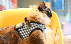 Harnais GARBO B Pour Chat -Chats Chiens Fournitures Magasin 1 3139aaa8 bca8 4236 bdc9 bd1b0b3a7ebd