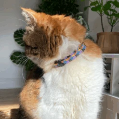 Collier Pour Chat Starry Night Vegan -Chats Chiens Fournitures Magasin 1 450x450 500553ee 334d 4796 ad24 533ef3b6f4b4