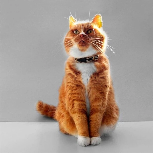 Collier Pour Chat Braveheart Noir Et Crème 2 Collier Pour Chat Braveheart Noir Et Crème – Image 2