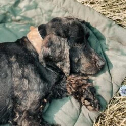 Matelas De Voyage Pour Chien Enroulable Compass Band & Roll -Chats Chiens Fournitures Magasin 218229317 2902613189951370 179570711880325291 n