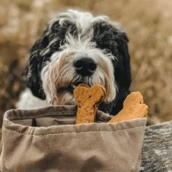 Bol De Voyage Pour Chien Pliable Melo Band & Roll -Chats Chiens Fournitures Magasin 244670726 2962370393975649 4449451581056655728 n