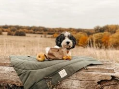 Bol De Voyage Pour Chien Pliable Melo Band & Roll -Chats Chiens Fournitures Magasin 260361788 2999272576952097 6169627930454149669 n