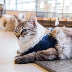 Harnais Knox Q Catspia -Chats Chiens Fournitures Magasin 91NQd 2Bt6QHL. SL1500