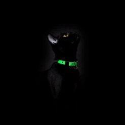 Collier Pour Chat Réfléchissant Lumino Lux -Chats Chiens Fournitures Magasin BlackCats CheshireAndWain RachelOates 7 1800x1800 60d2b520 0740 464a b28b 79ab00a85ce0