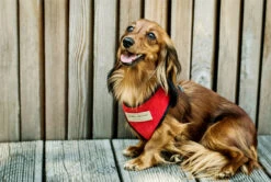 Harnais Candy Avec Laisse -Chats Chiens Fournitures Magasin BowlAndBone Republic harness for dog CANDY set red LS1S