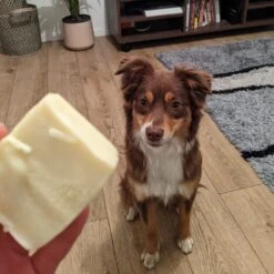 Shampoing Solide Pour Chien Bio -Chats Chiens Fournitures Magasin CITRONX1AMBIANCE1 1024x1024 2x 0436bb43 5b09 47ab a915 b2c285461b38