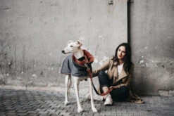 Manteau Pour Lévriers -Chats Chiens Fournitures Magasin ChaquetasBrott 60 800x533