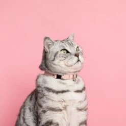 Collier Pour Chat Ice Cream (4 Couleurs) -Chats Chiens Fournitures Magasin Cheshire and Wain Candyfloss Collar Rachel Oates