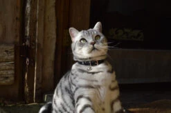 Collier En Cuir Pour Chat Jabberwocky -Chats Chiens Fournitures Magasin DSC 2262 79f2d9ef cc5f 4da6 add9 0a057c40f159