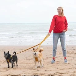 Laisse Fireworks -Chats Chiens Fournitures Magasin HandsFree 621x621 b90ee5a6 a5aa 4cf6 b305 2006c1014ed0