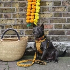 Harnais Pour Chien Fireworks -Chats Chiens Fournitures Magasin IMG 0602 2048x 95643f5b d245 47da 8b45 3ad60ab97e58