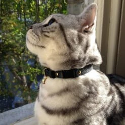 Collier Pour Chat En Cuir Beluga Caviar -Chats Chiens Fournitures Magasin IMG 4388