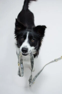 Collier Pour Chien Out Of My Box (2 Couleurs) 8 Collier Pour Chien Out Of My Box (2 Couleurs) -Chats Chiens Fournitures Magasin IMG 5190