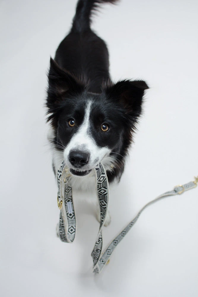 Collier Pour Chien Out Of My Box (2 Couleurs) 4 Collier Pour Chien Out Of My Box (2 Couleurs) – Image 4