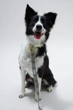 Collier Pour Chien Out Of My Box (2 Couleurs) 9 Collier Pour Chien Out Of My Box (2 Couleurs) -Chats Chiens Fournitures Magasin IMG 5267