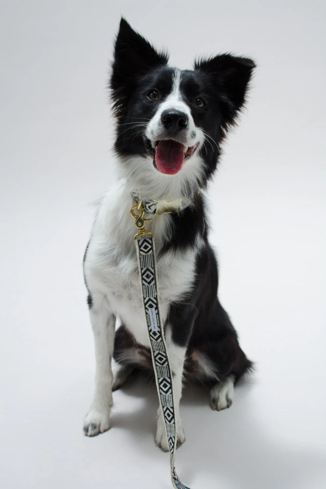 Collier Pour Chien Out Of My Box (2 Couleurs) 5 Collier Pour Chien Out Of My Box (2 Couleurs) – Image 5