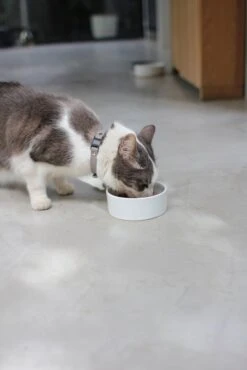 Bol En Céramique Pour Chien Et Chat -Chats Chiens Fournitures Magasin IMG 7771 1024x1024 581e0c79 c199 4491 8d14 24529ed01c41