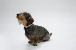 Collier Pour Chien Nice Grill Noir -Chats Chiens Fournitures Magasin IMG 8115