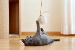 Jouet Pour Chat Topo En Laine De Mouton -Chats Chiens Fournitures Magasin MC Toys Topo natural Mia 387