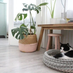 Panier Pour Chat Nido -Chats Chiens Fournitures Magasin Miacara Nido 5