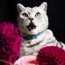 Collier Pour Chat En Cuir Royal Caviar -Chats Chiens Fournitures Magasin RoyalCaviarCatCollar03 1800x1800 8f8a6c29 c635 4e90 be36 e08c7b68155a