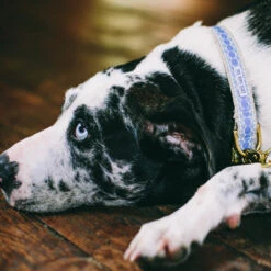 Collier Pour Chien You’re A Stud Cream & Lake Blue -Chats Chiens Fournitures Magasin Untitled 3