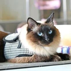 Harnais GARBO B Pour Chat -Chats Chiens Fournitures Magasin caua hb9488 bk 2