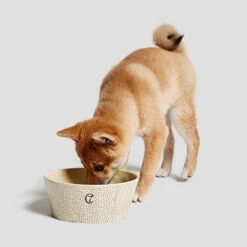Bol Pour Chien En Céramique Yoji -Chats Chiens Fournitures Magasin cloud7 dog bowl yoji dots dog 2