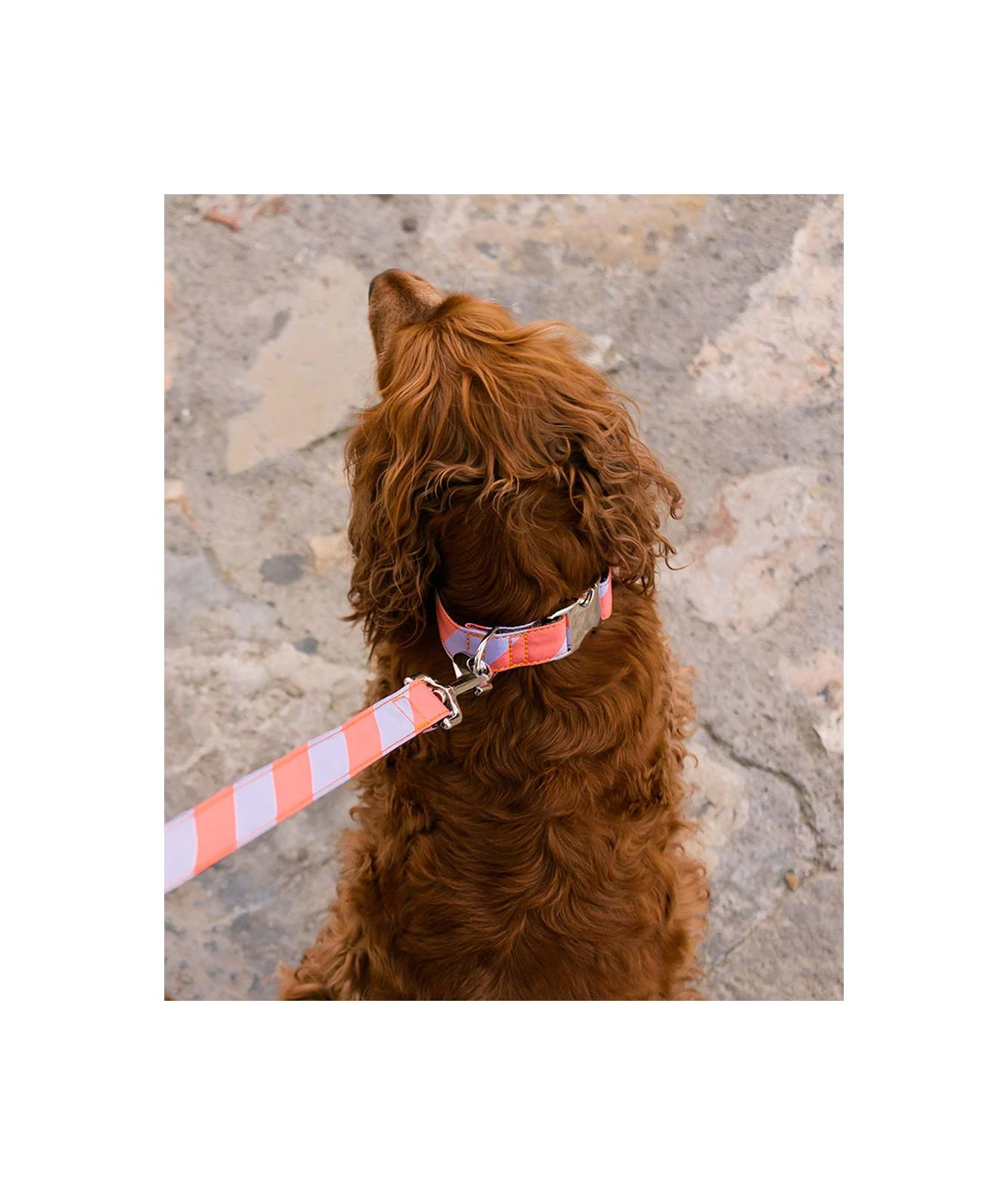 Laisse Pour Chien Sagaro 2 Laisse Pour Chien Sagaro – Image 2