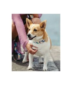 Collier Pour Chien Montroig 4 Collier Pour Chien Montroig -Chats Chiens Fournitures Magasin collar perro estampado textura montroig 39bc0a02 0d6c 4e48 bc03 6cd17e0ca406