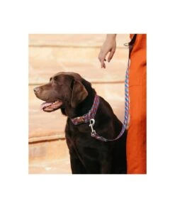 Collier Pour Chien Satuna -Chats Chiens Fournitures Magasin collar perro estampado textura satuna 353784b8 30b2 478a 9b3a 2015edfa60fe