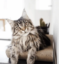 Griffoir En Carton Pour Chat Design TOBI -Chats Chiens Fournitures Magasin eng pl Scratcher TOBI black 25 8