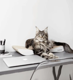 Griffoir En Carton Pour Chat Design TOBI -Chats Chiens Fournitures Magasin eng pl Scratcher TOBI white 19 6