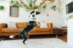 PLAY Peluche Aigle -Chats Chiens Fournitures Magasin fetching flock edgar the eagle toy action shot