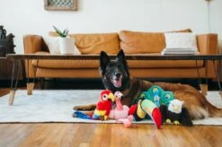 PLAY Peluche Perroquet 6 PLAY Peluche Perroquet -Chats Chiens Fournitures Magasin fetching flock plush toy set lifestyle image 2