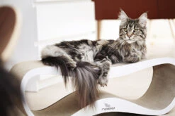 Griffoir Pour Chat Design LUI My Kotty -Chats Chiens Fournitures Magasin fuji oti 17