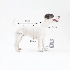 T-shirt En Jersey -Chats Chiens Fournitures Magasin il 1140xN.2039601364 oqle