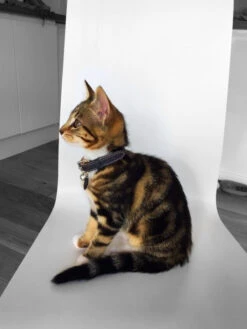 Collier Pour Chat En Cuir Gris -Chats Chiens Fournitures Magasin image3