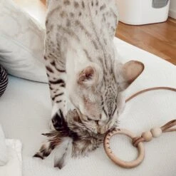 Jouet Pour Chat Tollo 8 Jouet Pour Chat Tollo -Chats Chiens Fournitures Magasin image 07633c04 4c32 476d b243 4dbff6aedd1c