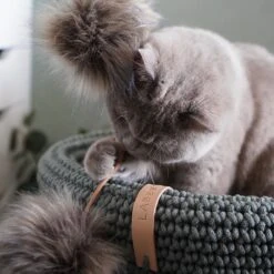 Jouet Pour Chat Tollo 10 Jouet Pour Chat Tollo -Chats Chiens Fournitures Magasin image 390ffe04 6310 4eb9 aaa9 b04f80768e5b