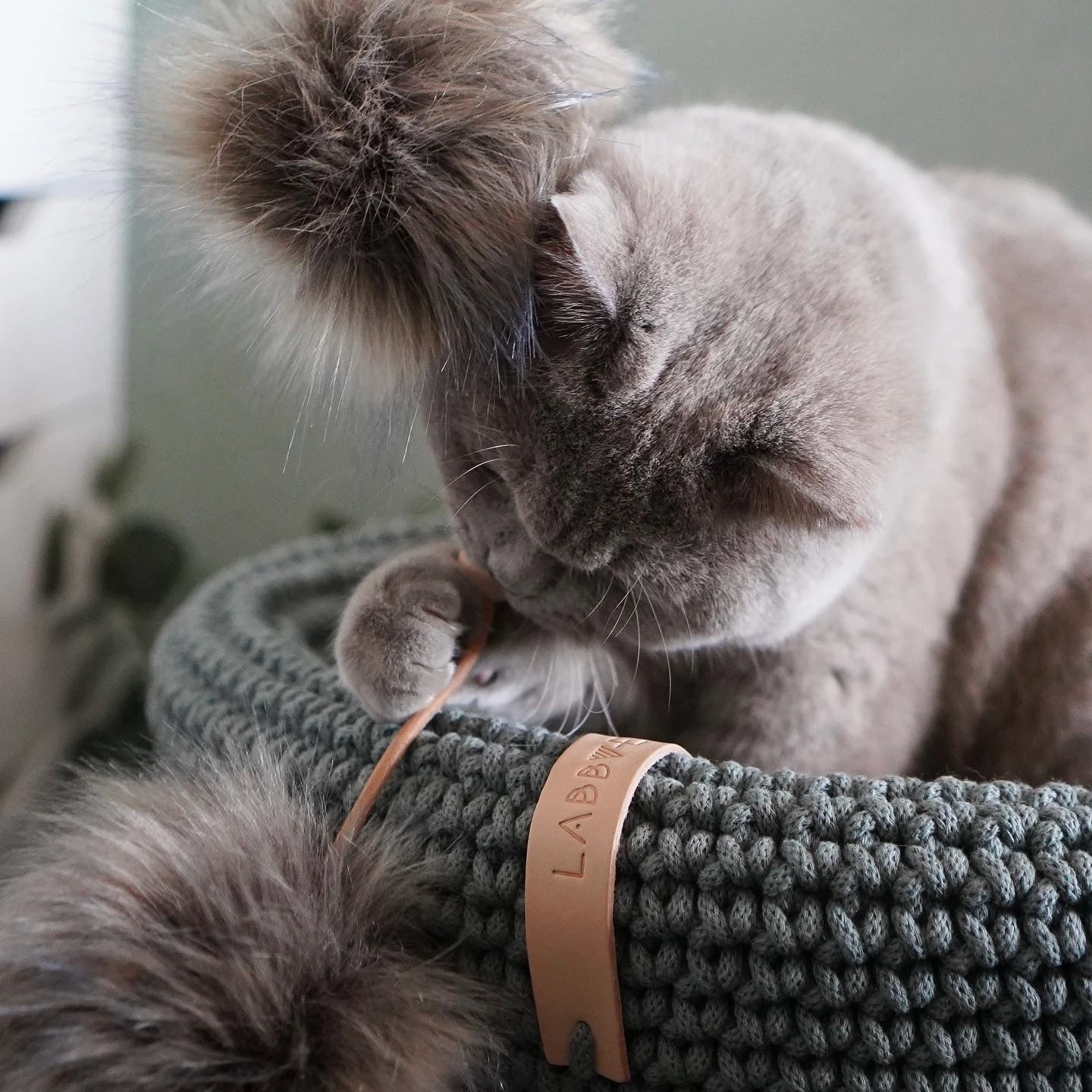 Jouet Pour Chat Tollo 5 Jouet Pour Chat Tollo – Image 5