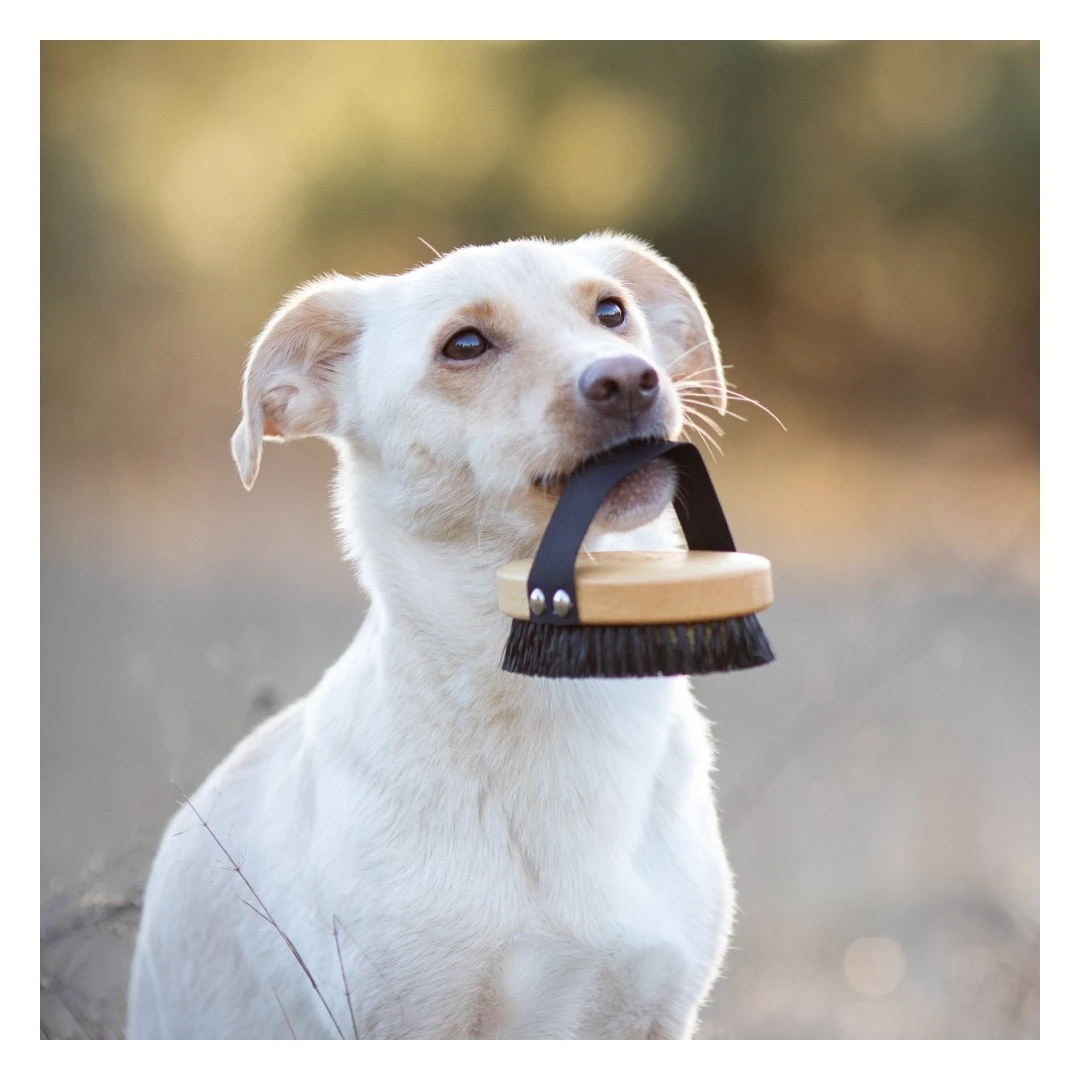 Brosse Pour Poils Courts Lila Loves It 6 Brosse Pour Poils Courts Lila Loves It – Image 6