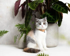 Collier En Cuir Pour Chat Collection Velouté -Chats Chiens Fournitures Magasin image 5fc4db7b 4bb3 4fb7 b1e5 7a0a77fdb430