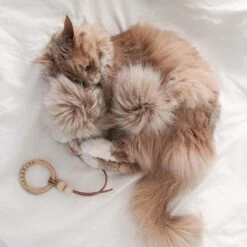 Jouet Pour Chat Tollo 9 Jouet Pour Chat Tollo -Chats Chiens Fournitures Magasin image a3d27e3f 9580 40bb 9fec bf4e6a3202f8