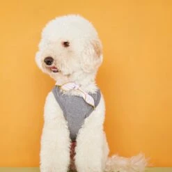 Body Pour Chien Josef -Chats Chiens Fournitures Magasin josef 1